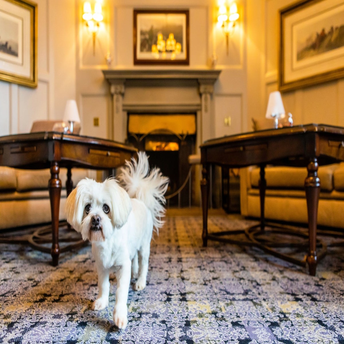 Dog friendly deals hotels christmas 2019